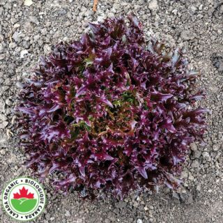 Rhone Organic One Cut Lettuce Thumbnail